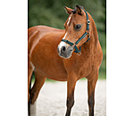 Foal and Shetland Pony Headcollar Shimmering