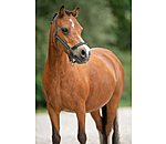 Foal and Shetland Pony Headcollar Shimmering