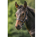Foal and Shetland Pony Headcollar Shimmering