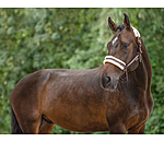 Headcollar Shimmering Stripes