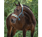 Headcollar Shimmering Stripes