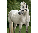 Foal and Shetland Pony Headcollar Crystal Chain