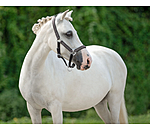 Foal and Shetland Pony Headcollar Twinkle