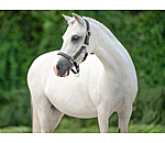 Foal and Shetland Pony Headcollar Twinkle