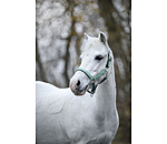 Foal and Shetland Pony Headcollar Twinkle