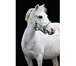Foal and Shetland Pony Headcollar Twinkle