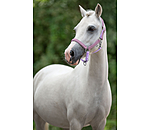 Foal and Shetland Pony Headcollar Twinkle