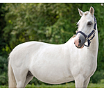 SHOWMASTER Foal and Shetland Pony Headcollar Twinkle