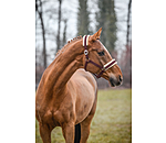 Headcollar Changeable