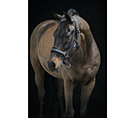 Headcollar Velvet Twinkle