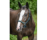 Headcollar Tricolour