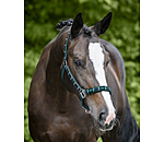 Headcollar Tricolour