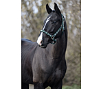 Headcollar Tricolour