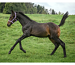 Foal- and Shetland Pony Headcollar Blaire