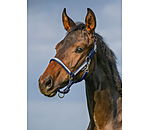 Foal- and Shetland Pony Headcollar Blaire
