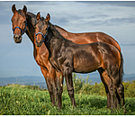 Foal- and Shetland Pony Headcollar Blaire