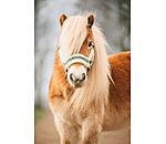 Foal and Shetland Pony Headcollar Shine