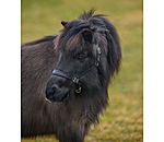 SHOWMASTER Foal and Shetland Pony Headcollar Siri
