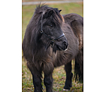 SHOWMASTER Foal and Shetland Pony Headcollar Siri