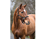Safety Headcollar