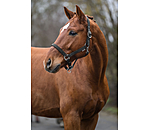 Safety Headcollar