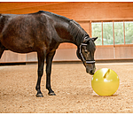 Horse Play Ball