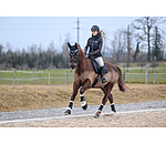 Teddy Fleece Dressage Boots Classic, Hind Legs