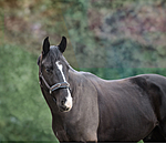 Lungeing Headcollar Freedom
