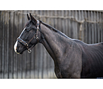 Lungeing Headcollar Freedom