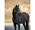 Lungeing Headcollar Freedom