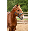 Lungeing Headcollar Solid