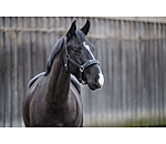 Lungeing Headcollar Solid
