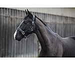 Lungeing Headcollar Solid