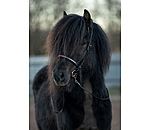 Flash Noseband Rainbow