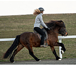 Saddle Pad Felt