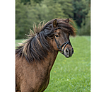 Iceland Flash Noseband Eldur