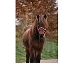 Headcollar Floki