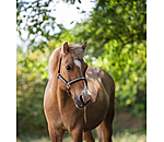 Headcollar Floki