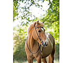 Iceland Headstall Virtur
