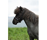 Anatomical Noseband Leikur