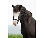 Drop Noseband Skína