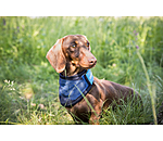 Cool on Track Dog Bandana