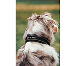 Pull Stop Dog Collar Charlie