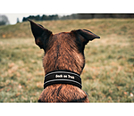 Pull Stop Dog Collar Charlie