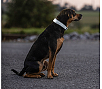 Reflective Dog Collar