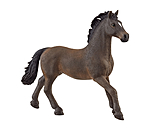 Oldenburg Stallion