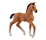 Oldenburger Foal