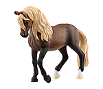 Peruvian Paso Stallion