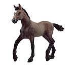Peruvian Paso Foal