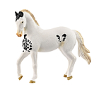 Marwari Stallion